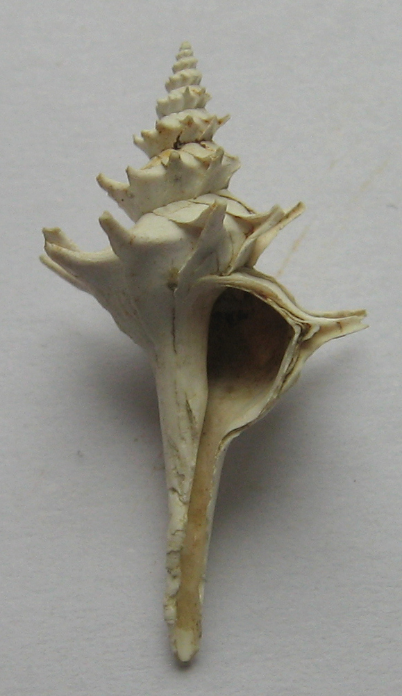 pagodula echinata